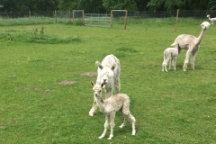 Bella und Gabander